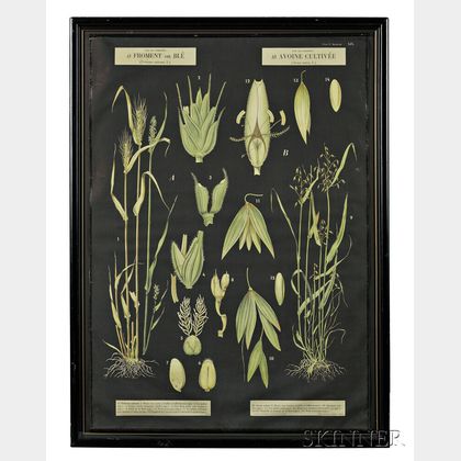 Botanical Illustrations, Two Large Posters.