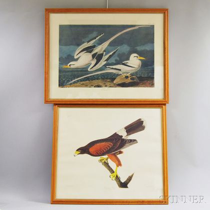 Two Framed Ornithological Prints after Audubon