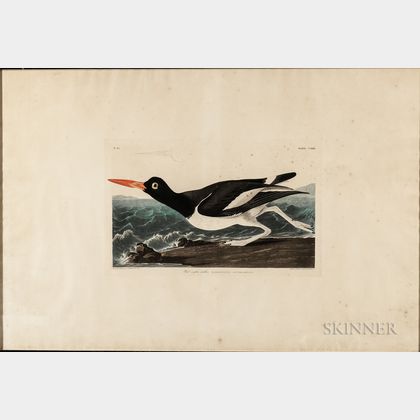 Audubon, John James (1785-1851) Pied Oyster-Catcher , Plate CCXXIII.