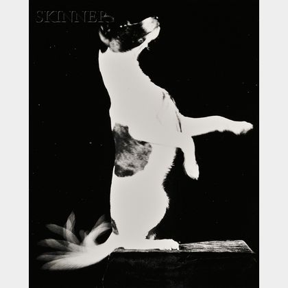 Harold Eugene Edgerton (American, 1903-1990) Untitled (Happy Terrier).