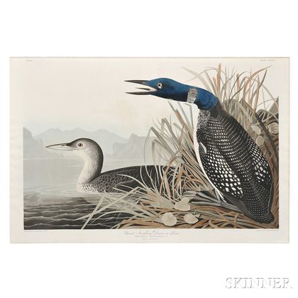 Audubon, John James (1785-1851) Great Northern Diver or Loon. Plate CCCVI.