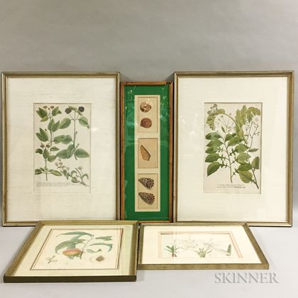 Five Framed Botanical Prints