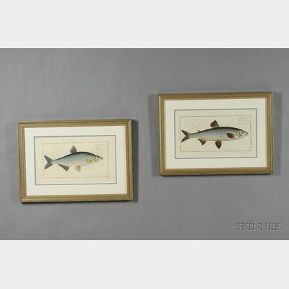 Four Decorative French Hand-colored Etchings of Fish by M.E. Bloch