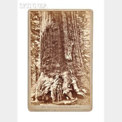 Carleton E. Watkins (American, 1829-1916) Section of the Grizzly Giant, Mariposa Grove.