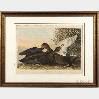 Audubon, John James (1785-1851) Dusky Duck , Plate 386.