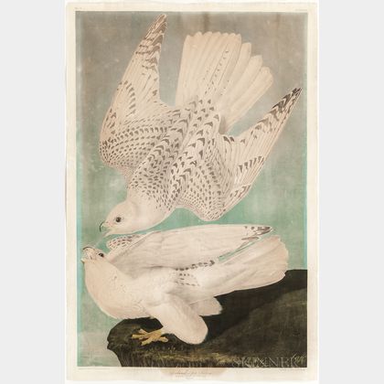Audubon, John James (1785-1851) Iceland Falcon , Plate 19.
