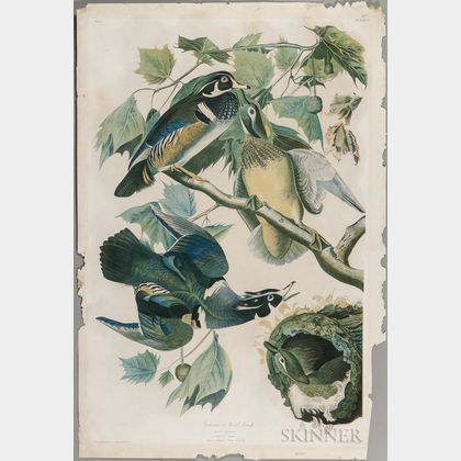 Audubon, John James (1785-1851) Summer Wood Duck , Plate 391.