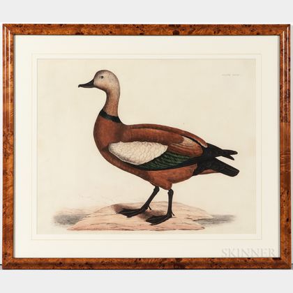 Selby, Prideaux John (1788-1867) Two Hand-colored Etchings: Ruddy Duck and Common Shell-Drake.
