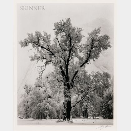 Ansel Adams (American, 1902-1984) Oak Tree, Snowstorm, Yosemite National Park, California