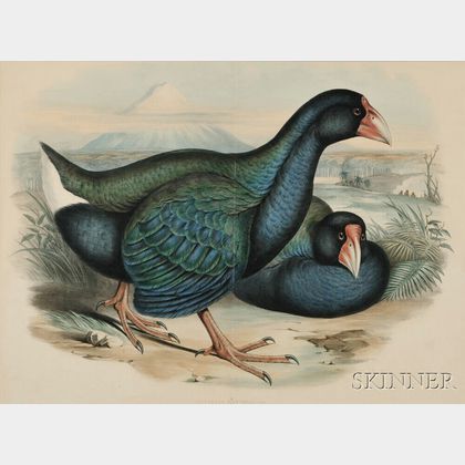 Gould, John (1804-1881) Notornis Mantelli [Takahe]