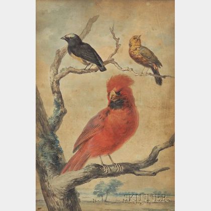 Continental School, 18th/19th Century Ornithological Study.
