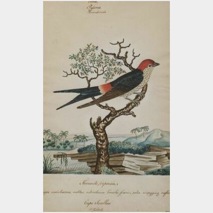 Walter Goodall (Anglo/American School, 19th Century) Hirundo, Capensis...Cape Swallow.
