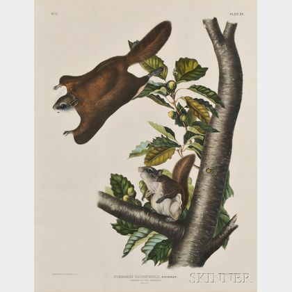 Audubon, John James (1785-1851) Oregon Flying Squirrel