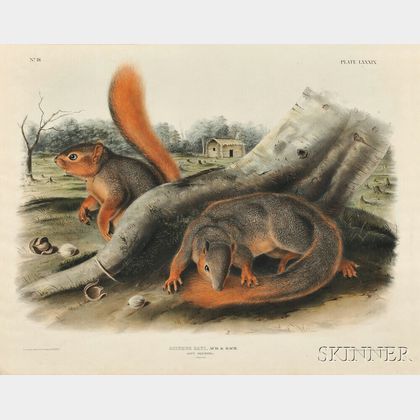 Audubon, John James (1785-1851) Say's Squirrel , Plate LXXXIX.