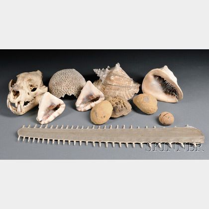 Group of Natural History Items