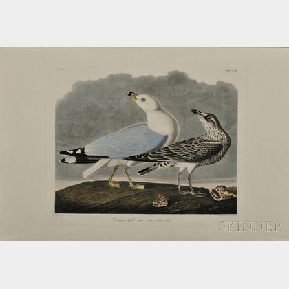 Audubon, John James (1785-1851) Common Gull , Plate CCXII.