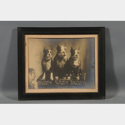 Framed Albumen Portrait Photograph of Three AKC Boston Terriers