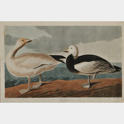 Audubon, John James (1785-1851) Snow Goose, Plate CCCLXXXI.