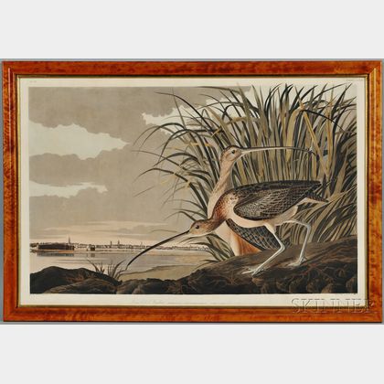 Audubon, John James (1785-1851) Long Billed Curlew. Plate CCXXXI.