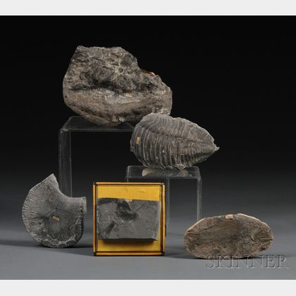 Collection of Five Fossils 