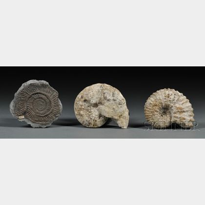 Three Ammonites 