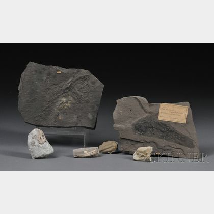 Group of Six Fossils 