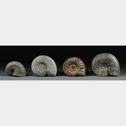 Four Ammonites 