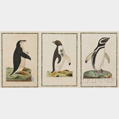 John Frederick Miller (English, 1759-96) Three Illustrations of Penguins