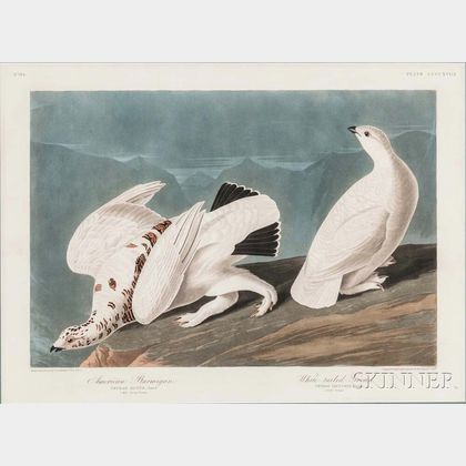 Audubon, John James (1785-1851) American Ptarmigan and White-tailed Grouse , Plate CCCCXVIII.