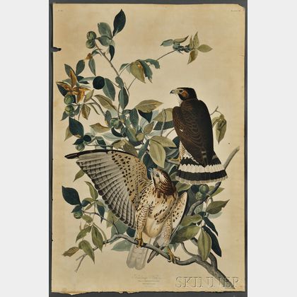 Audubon, John James (1785-1851) Broad-winged Hawk, Plate 91.