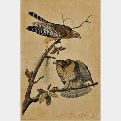 Audubon, John James (1785-1851) Red-shouldered Hawk, Plate 9.