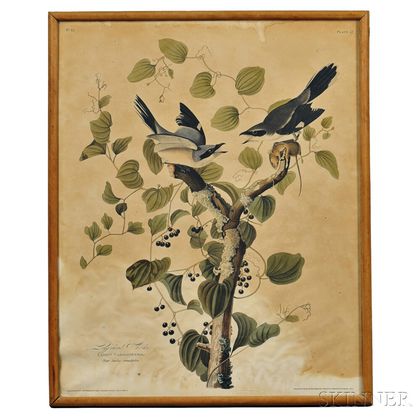 Audubon, John James (1785-1851) Loggerhead Shrike, Plate 57; [and] Bay-winged Bunting, Plate 94.