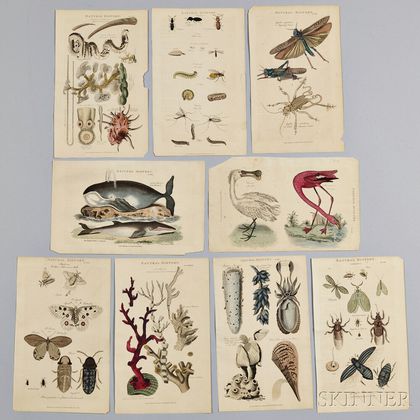 Nine Natural History Book Plates