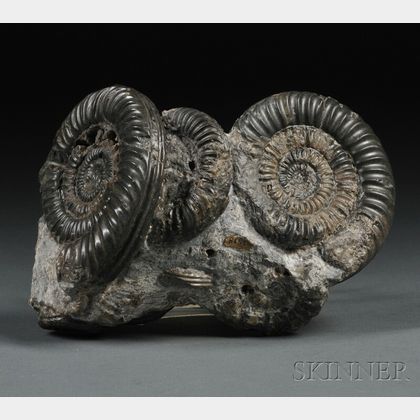 Ammonite Group 