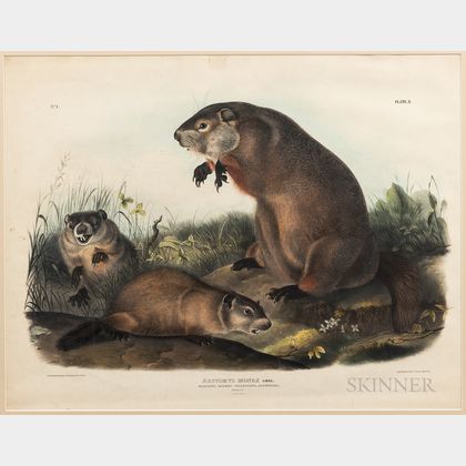 Audubon, John James (1785-1851) Plate II, Arctomys Monax Gmel., Maryland, Marmot, Woodchuck, Groundhog