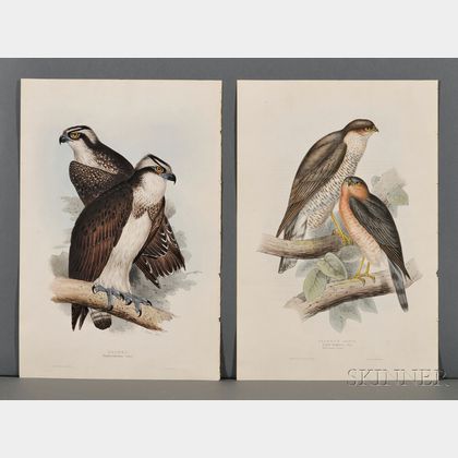 Ornithological Illustrations, Hayes, Gould, et alia.