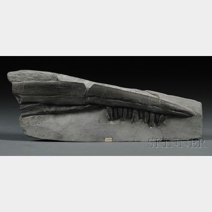 Ichthyosaur Jaw 