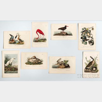 Audubon, John James (1785-1851) Prints from The Birds of North America , Octavo Edition, Approximately 404 Color Lithographs.