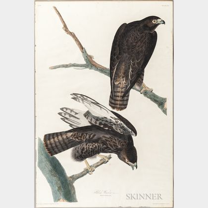 Audubon, John James (1785-1851) Black Warrior , Plate 86.