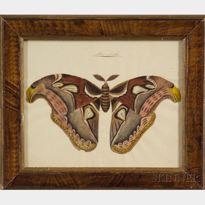 Chinese School, 19th Century Atlas Moth.