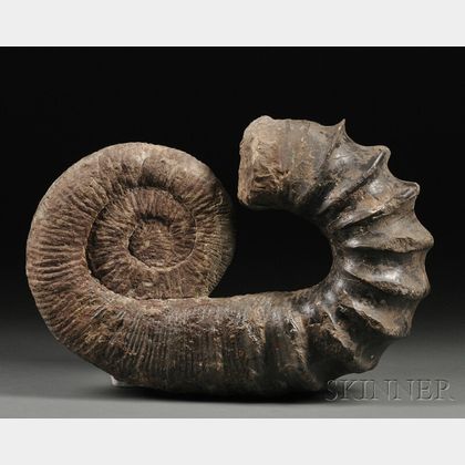 Ammonite 