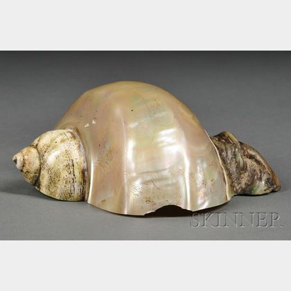 Mother-of-pearl Shell