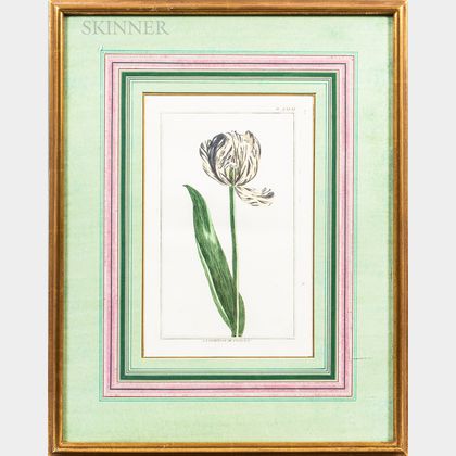French School, 18th/19th Century Five Framed Botanical Prints of Tulips.