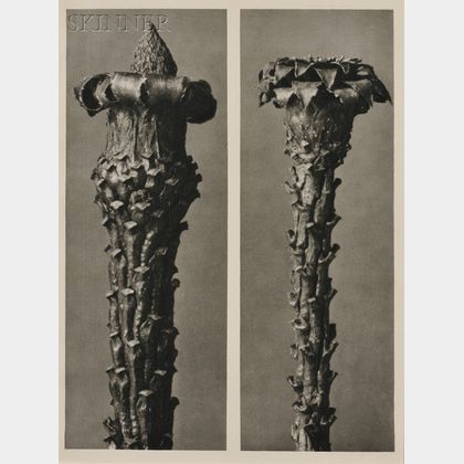 Two Botanical Photographs: American School, 20th Century, Untitled Botanical Study