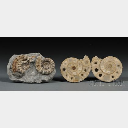 Two Ammonites 