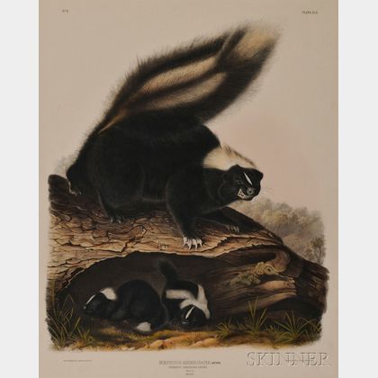 Audubon, John James (1785-1851) Common American Skunk