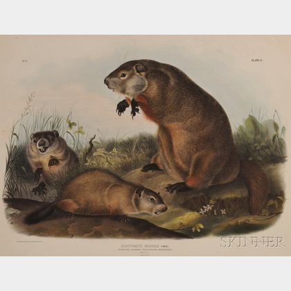 Audubon, John James (1785-1851) Maryland Marmot, Woodchuck, or Groundhog